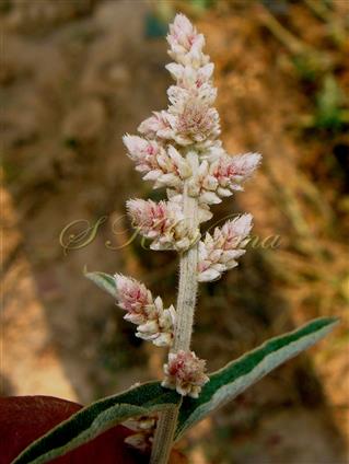  Inflorescence